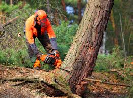 Best Tree Cabling and Bracing  in Cloverdale, VA