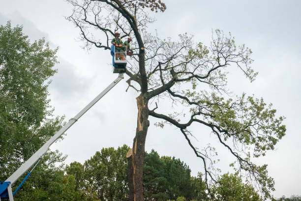 Best Palm Tree Trimming  in Cloverdale, VA