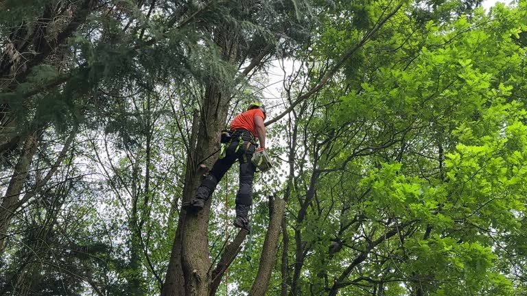 Best Tree Trimming and Pruning  in Cloverdale, VA