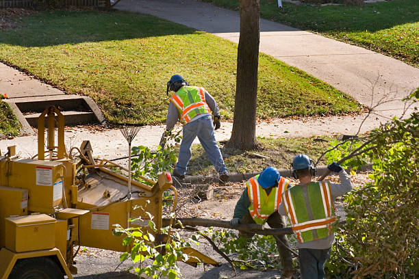 Reliable Cloverdale, VA Tree Care Services Solutions