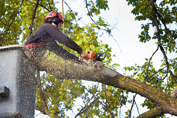 Leaf Removal in Cloverdale, VA