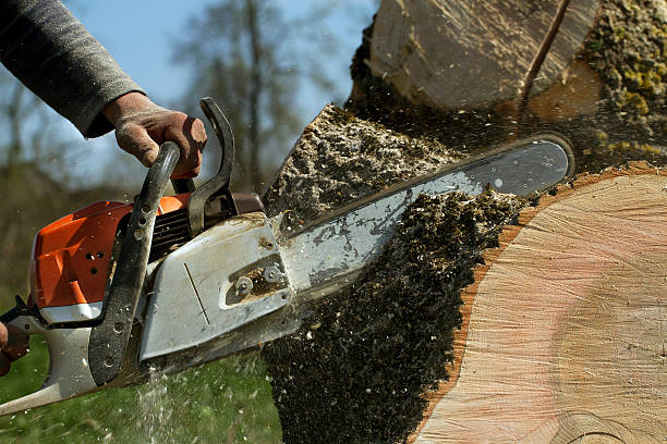 Best Storm Damage Tree Cleanup  in Cloverdale, VA